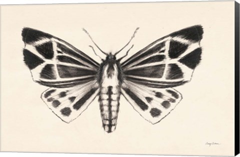 Framed Moth III Print