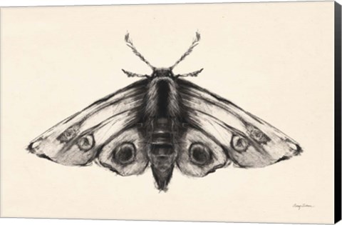 Framed Moth II Print