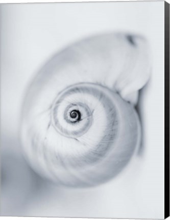 Framed Moon Snail Print