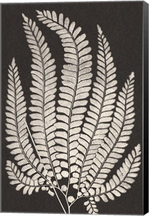 Framed Vintage Ferns II Print