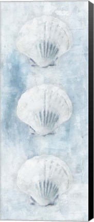 Framed Sea Shells Print