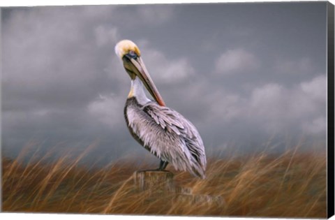 Framed Pelican Way Print