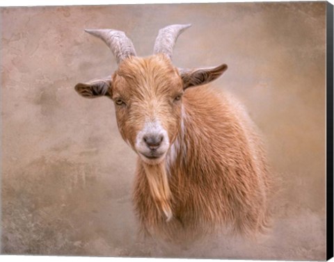 Framed Goat Goodness Print