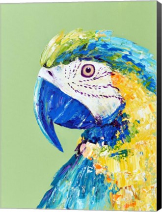 Framed Macaw Parrot Print