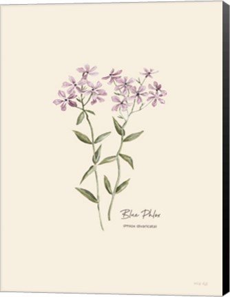 Framed Blue Phlox Print