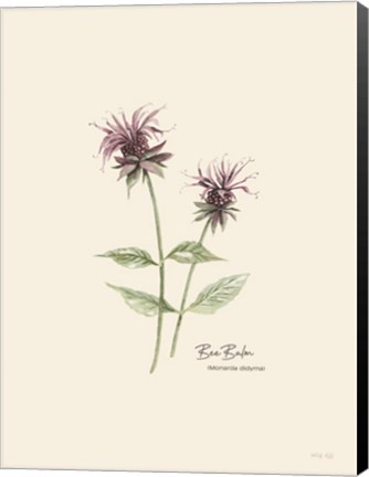 Framed Bee Balm Print