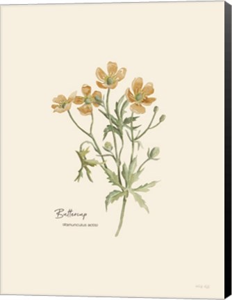 Framed Buttercup Print