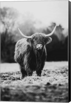 Framed Portrait of a Cow Print