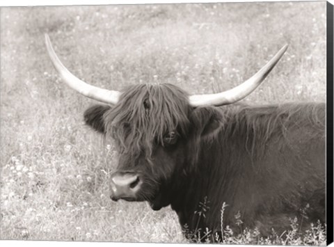 Framed Highland Cow in Spring Print