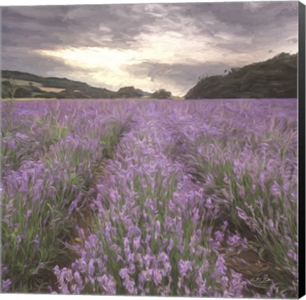 Framed Field of Lavender Print