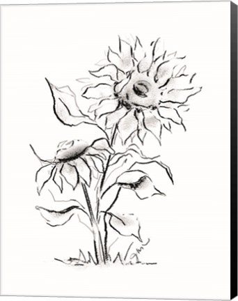 Framed Sunflower Charcoal Sketch Print