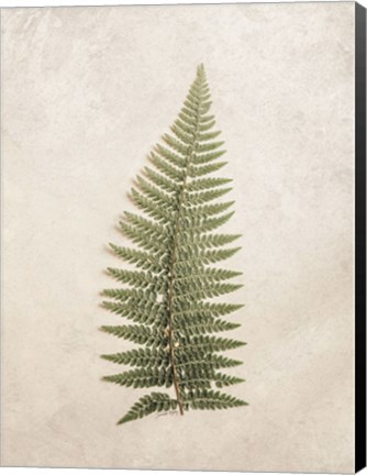 Framed Vintage Fern I Print