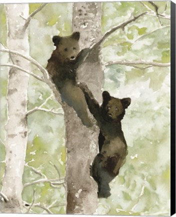 Framed Bear Cub in Tree 1 Print