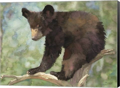 Framed Bear Cub in Tree 2 Print