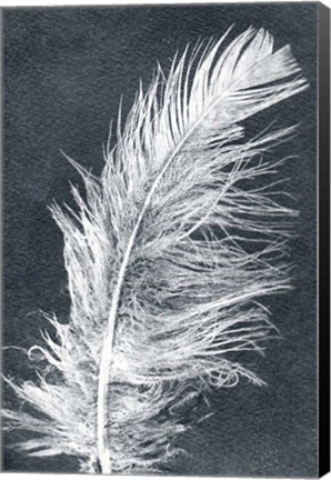Framed Feather 1 Dark Print