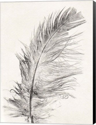 Framed Feather 1 Light Print