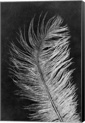 Framed Feather 3 Dark Print