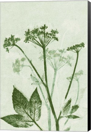 Framed Ground Elder Green Print