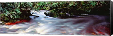 Framed Bird River, Tasmania, Australia Print
