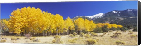 Framed Colorado, Beckwith Mountain, autumn Print