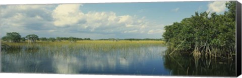 Framed Reflection of clouds in Mangrove swamp, Florida Print