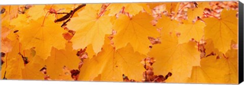 Framed Close-up of Maple Leaves on a tree Print