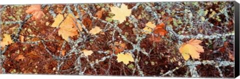 Framed Close-up of Maple Leaves Print