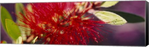 Framed Bottlebrush flower, Sacramento Print