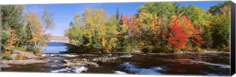 Framed Trees Near A River, Bog River, New York State Print