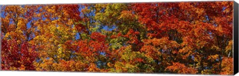 Framed Trees in Adirondack Mountains, New York State Print