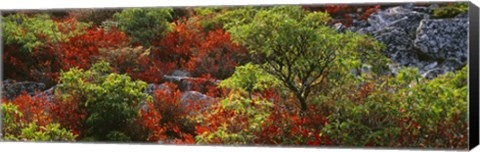 Framed Trees in the forest, West Virginia Print