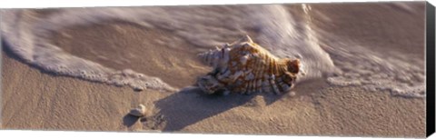 Framed Conch Shell on the beach, Cayman Islands Print