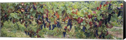 Framed Bunch of grapes in a vineyard, Keuka Lake, Finger Lakes Print