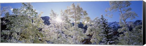 Framed Trees covered with snow, Maroon Bells, Aspen, Colorado Print