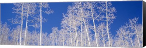 Framed Low angle view of American aspen trees in the forest Print