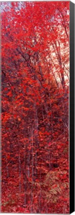 Framed Trees, Big Tooth Maples, West Fork Of Oak Creek, Arizona Print