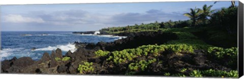 Framed Plants on a rocky landscape, Maui, Hawaii Print