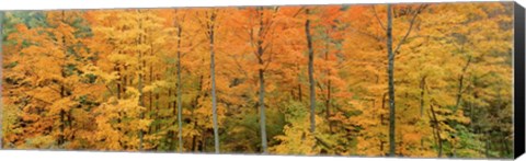 Framed Trees in a forest, Memorial State Forest, New York State Print