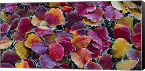 Framed Close-up of fallen leaves, Sacramento Print