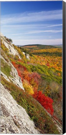 Framed Trees on a landscape, Clifton, Maine, New England Print