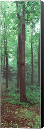 Framed Trees in a rainforest Print