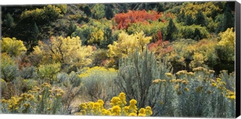 Framed Flowers, Utah Print