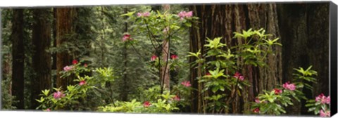 Framed Redwood trees with pink flowers, Redwood National Park Print