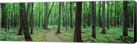 Framed Walkway running through a forest Print