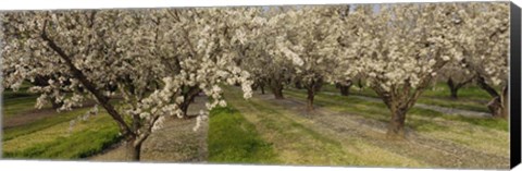 Framed Almond Trees In A Row, Sacramento Print