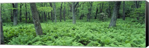 Framed Fern Covered Forest Floor Shenandoah National Park Print