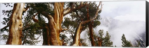Framed Pine trees in the forestn Sierra Nevada Print