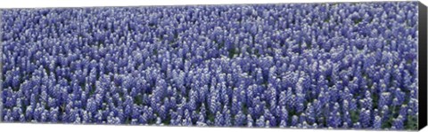 Framed Bluebonnets Print