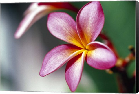 Framed Close-up of a frangipani flower Print