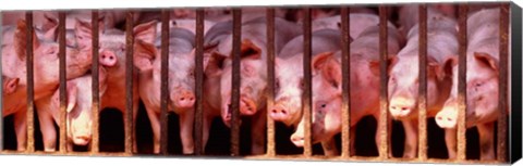 Framed Penned Pigs England Print